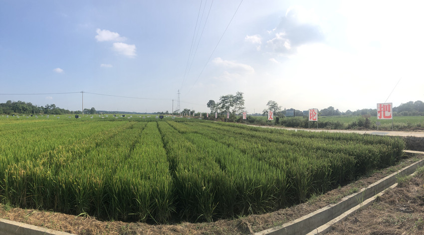 安徽桐城国家现代农业产业技术体系试验基地